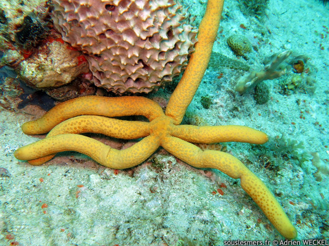 Linckia guildingi - étoile de mer jaune