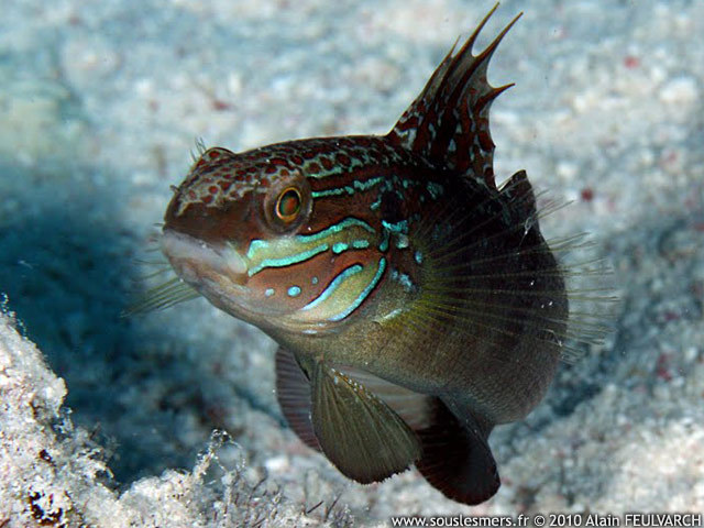 Amblygobius albimaculatus - gobie  taches blanches indien