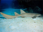 [74] Ginglymostoma cirratum - requin nourrice ou requin dormeur, vache de mer