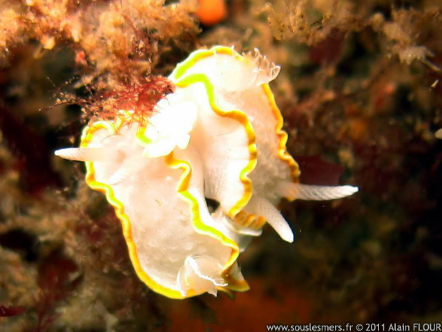 Diaphorodoris luteocincta - doris diaphane
