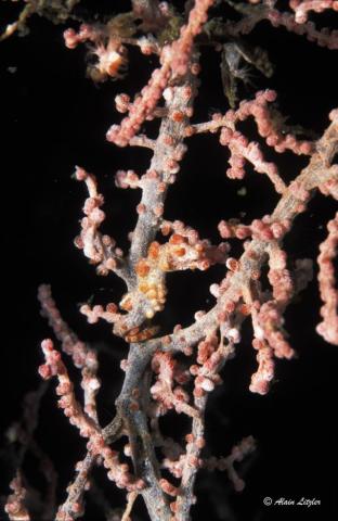 Hippocampus bargibanti - hippocampe pygme