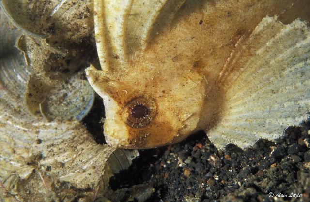 Ablabys taenianotus - poisson-feuille cacatos