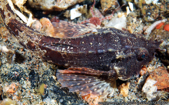 Agonus cataphractus - souris de mer