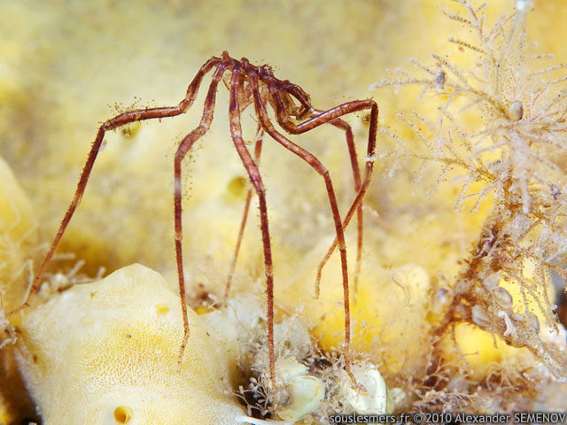 Nymphon grossipes - nymphon grossipde