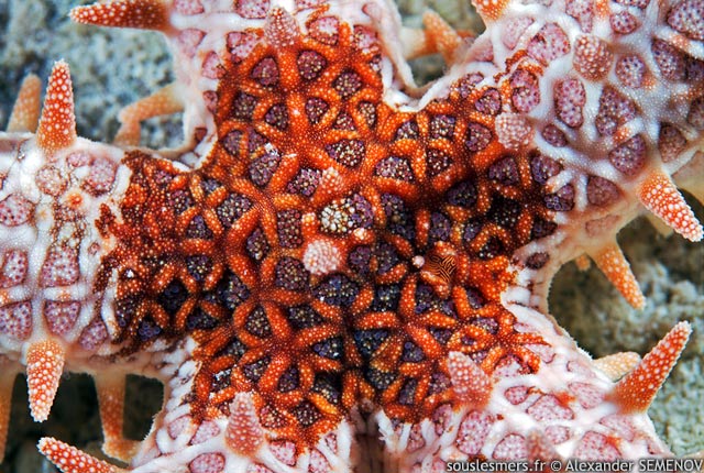 Mithrodia clavigera - toile de mer cloute