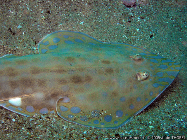 Rhinobatos annulatus - poisson guitare du Cap