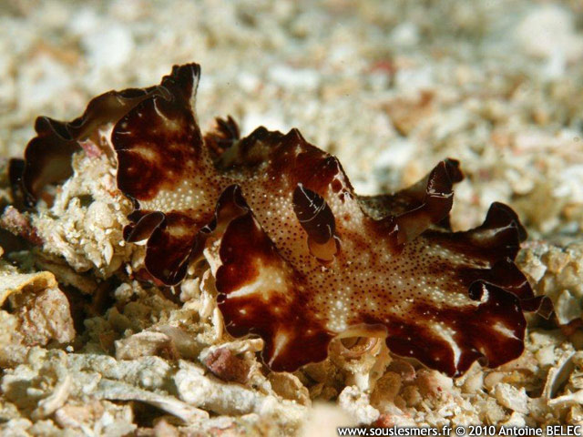 Discodoris boholiensis - doris de Bohol