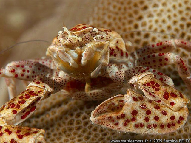 Neopetrolisthes ohshimai - crabe porcelaine tacheté des anémones