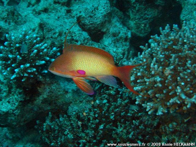 Pseudanthias squamipinnis - barbier rouge  queue de lyre