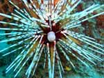 [1076] Echinothrix calamaris - oursin à doubles piquants ou faux diadème, oursin-diadème crayon