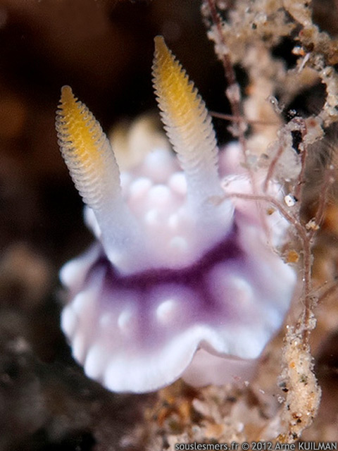 Goniobranchus geometricus - chromodoris gomtrique