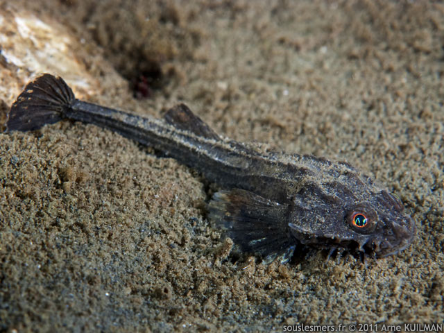 Agonus cataphractus - souris de mer