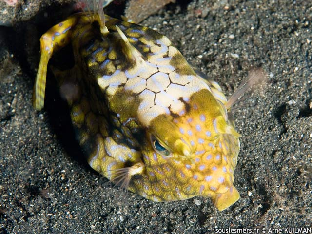 Lactoria fornasini - poisson coffre  pine dorsale