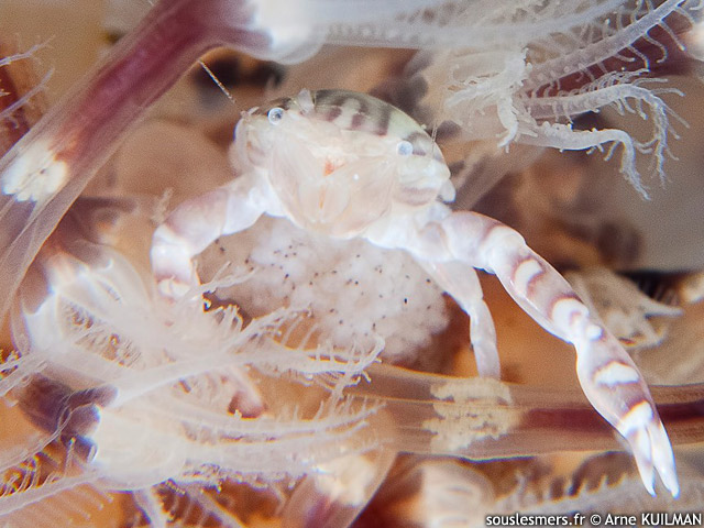 Porcellanella haigae - crabe porcelaine d'Haig
