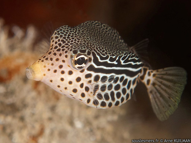 Ostracion solorensis - poisson-coffre rticul