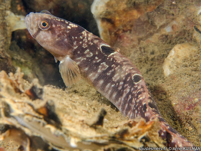 Pholis gunnellus - gonnelle