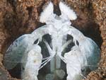 [2180] Lysiosquillina lisa - squille de Lisa ou squille-mante tachetée