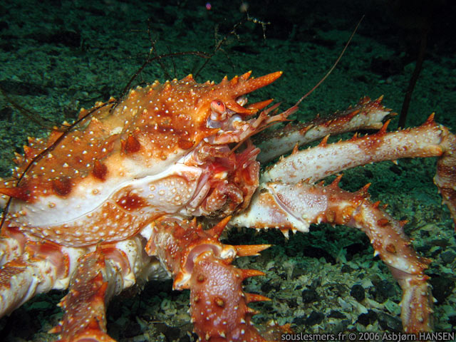 Lithodes maja - araigne pineuse