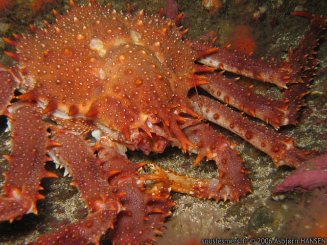 Lithodes maja - araigne pineuse