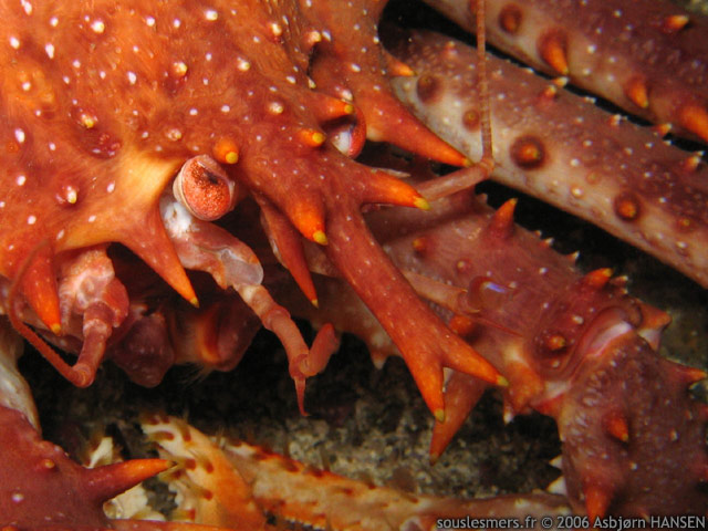 Lithodes maja - araigne pineuse