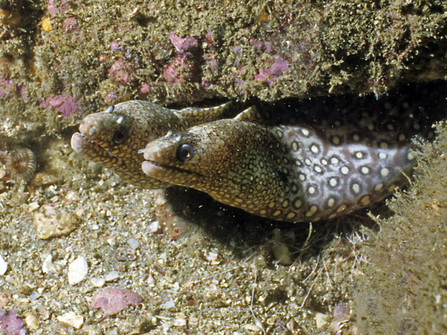 Muraena lentiginosa - murne bijou