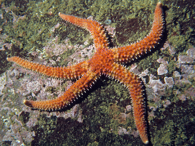 Orthasterias koehleri - toile  bandes rouges