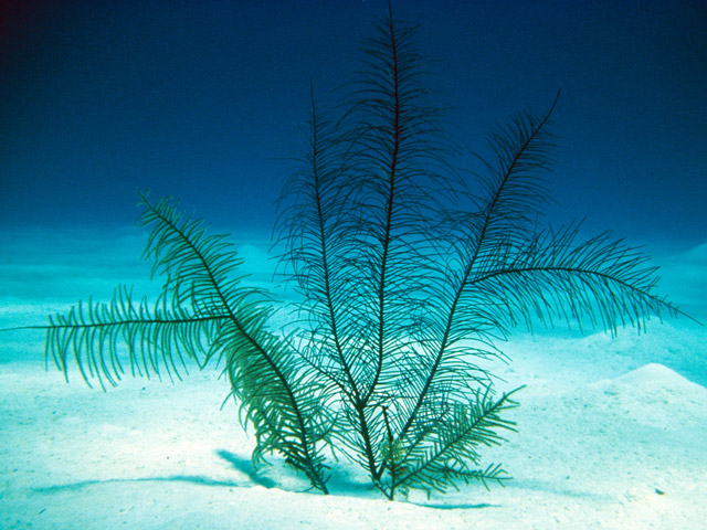 Antillogorgia bipinnata - panache de mer bipenn