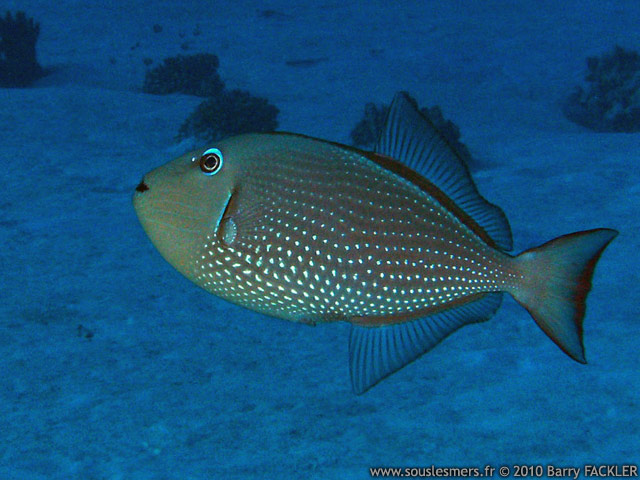 Xanthichthys auromarginatus - baliste  marges dores