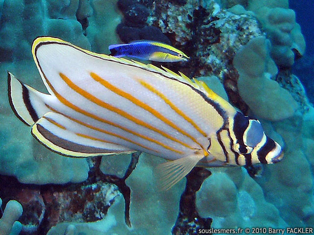 Chaetodon ornatissimus - poisson-papillon orn
