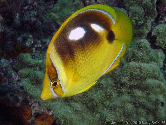 Chaetodon quadrimaculatus - poisson-papillon  4 taches