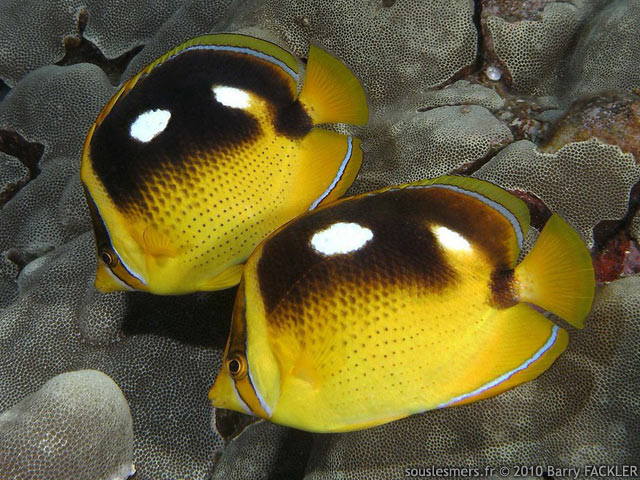 Chaetodon quadrimaculatus - poisson-papillon  4 taches