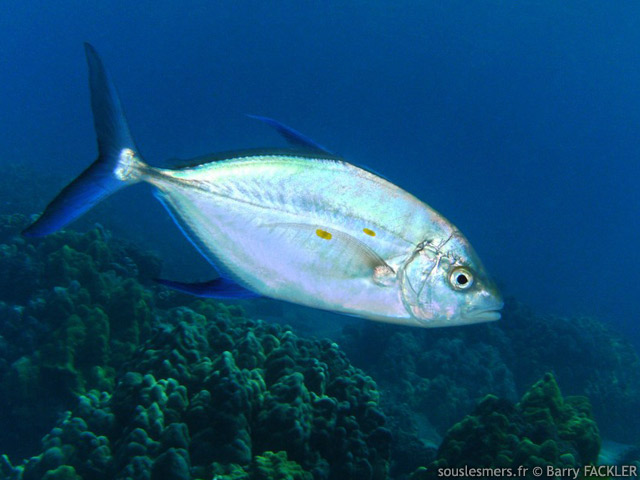 Carangoides orthogrammus - carangue des les