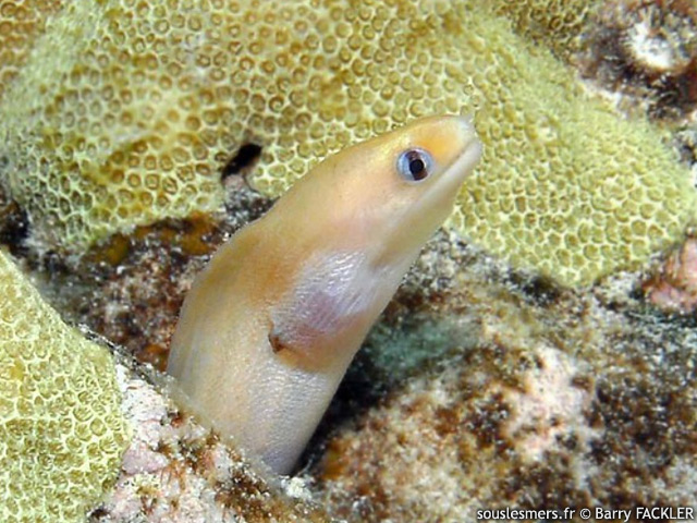 Gymnothorax melatremus - murne jauntre