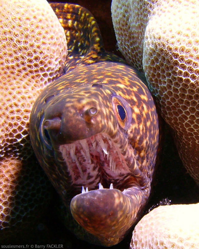 Gymnothorax eurostus - murne poivre et sel