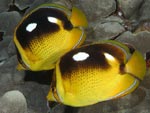 [1724] Chaetodon quadrimaculatus - poisson-papillon à 4 taches ou poisson-papillon néon