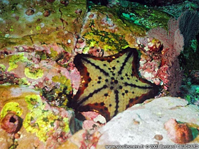 Nidorellia armata - étoile de mer chocolat