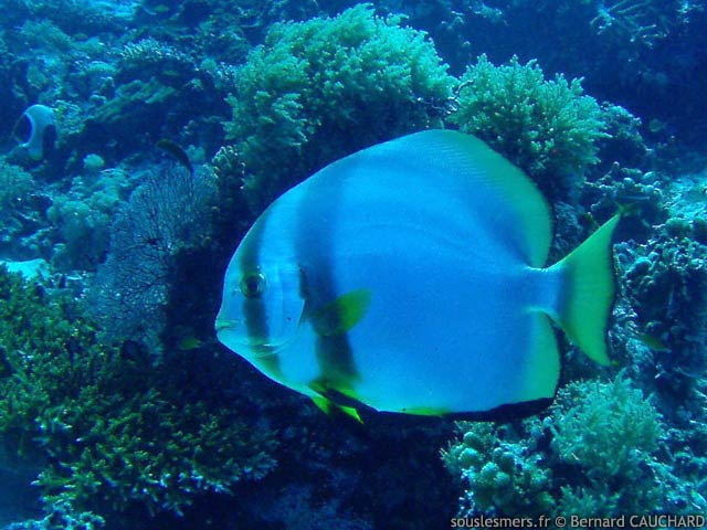 Platax orbicularis - platax orbiculaire