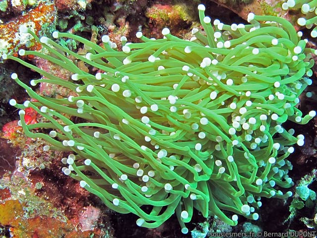 Euphyllia glabrescens - corail flambeau