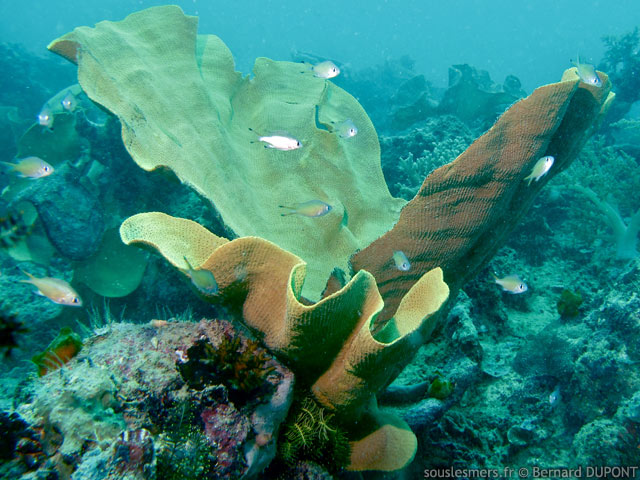 Ianthella basta - ponge oreille d'lphant