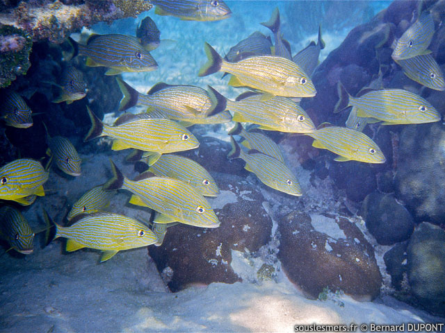 Haemulon sciurus - gorette bleue