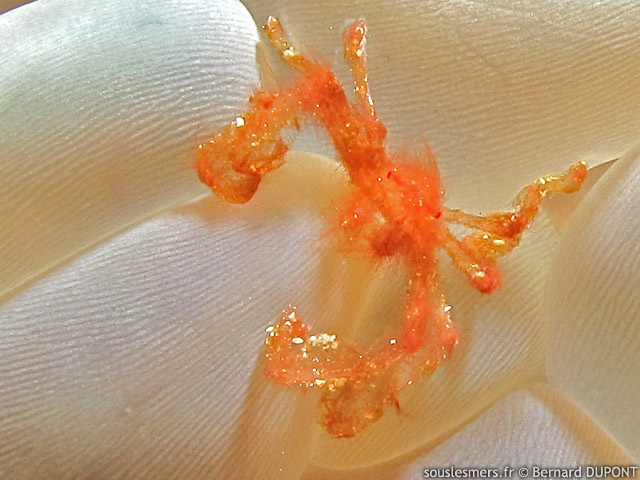 Achaeus japonicus - araigne orang-outan
