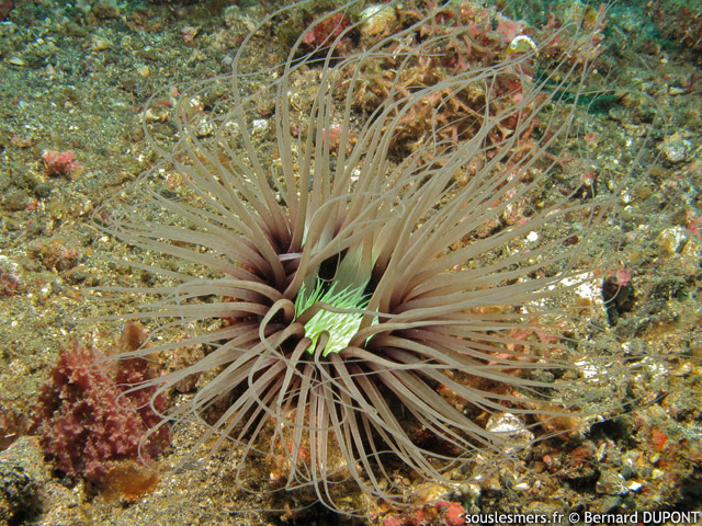 Cerianthus filiformis - fleur de mer