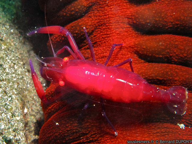 Zenopontonia rex - crevette nettoyeuse impriale