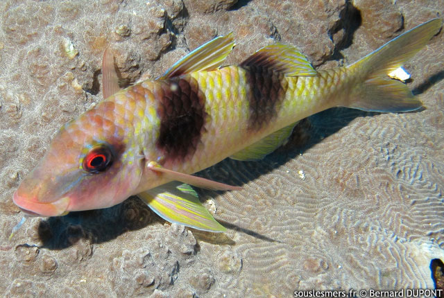 Parupeneus crassilabris - rouget barbet  deux taches