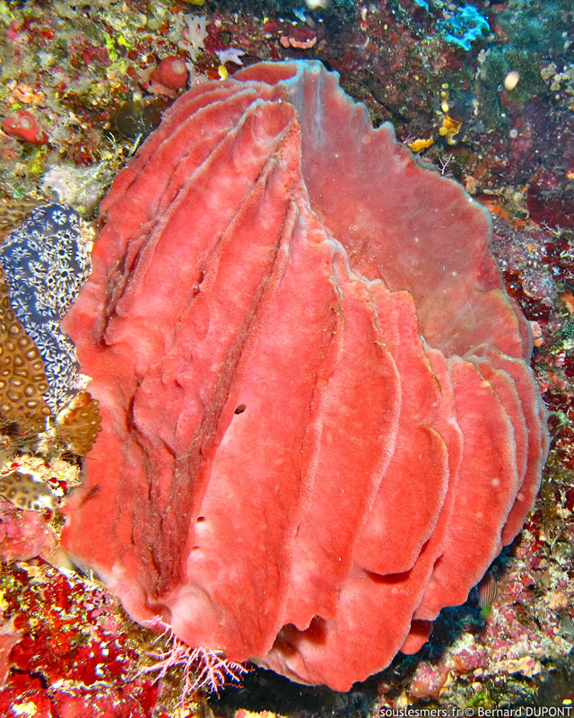 Xestospongia testudinaria - ponge barrique