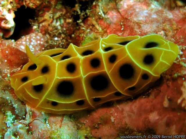 Reticulidia suzanneae - phyllidie rticule de Suzanne