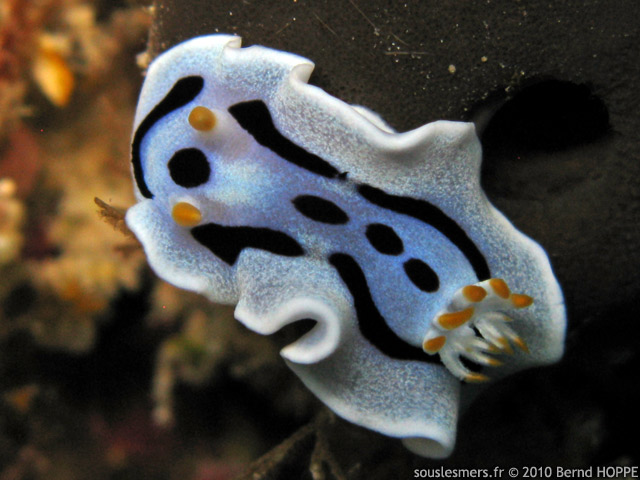 Chromodoris dianae - doris de Diane