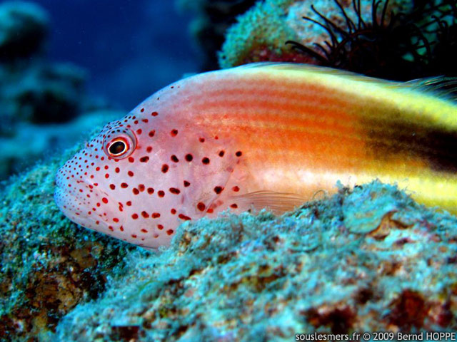Paracirrhites forsteri - poisson-faucon de Forster
