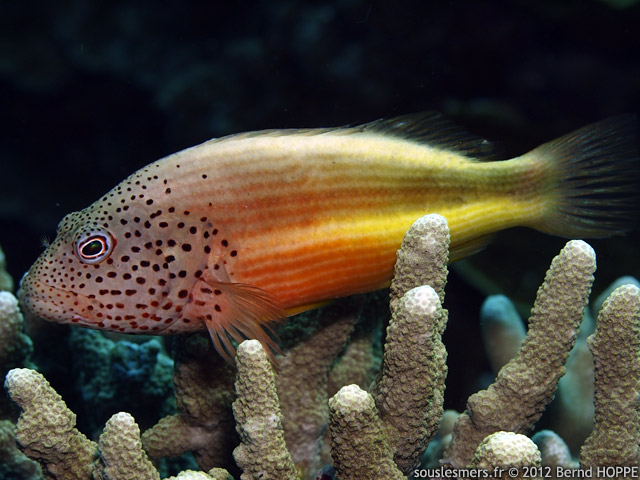 Paracirrhites forsteri - poisson-faucon de Forster
