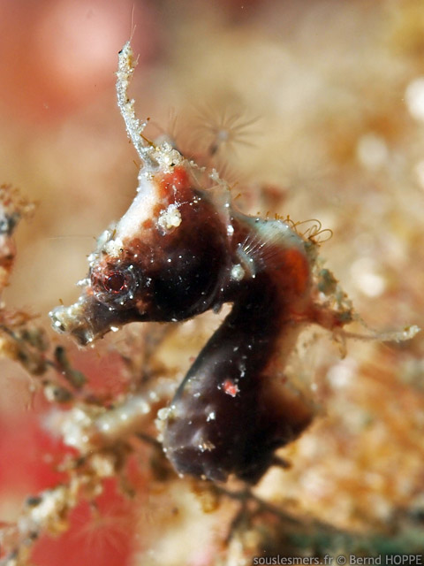 Hippocampus severnsi - hippocampe pygme de Severns